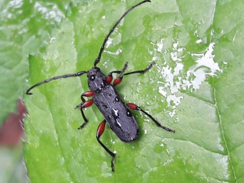 Ropalopus femoratus